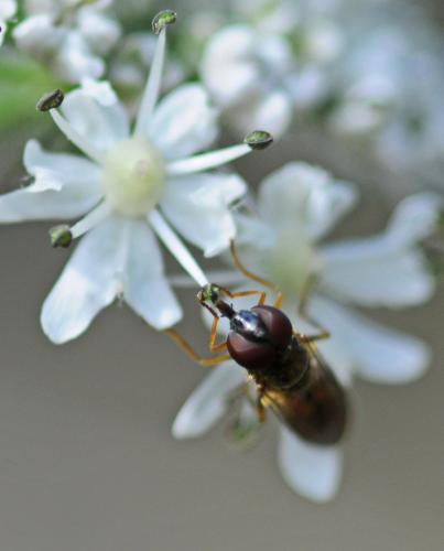 Melanostoma mellinum
